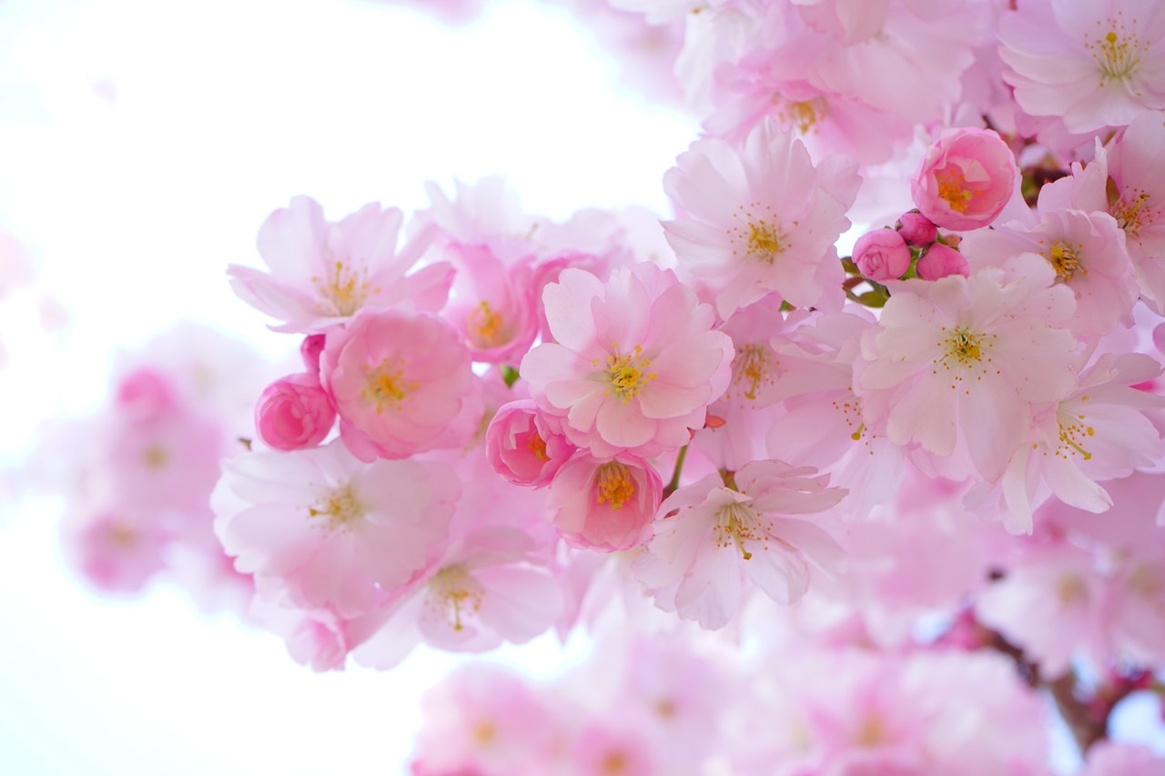 Experience the Cherry Blossom Festival here in Washington DC